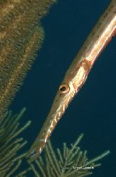 Trumpet fish free swimming along the reef.this photo was ... by Shawn Jackson 